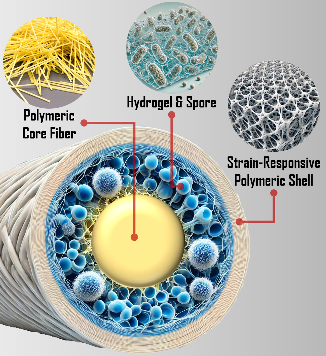 Diagram of multifunctional polymeric fiber with hydrogel, spore, core fiber, and responsive shell